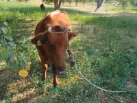 Cow, Cattle — photo 1