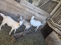 Goat, Goats — photo 2