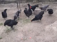 Australian Pit Game fowl — photo 4