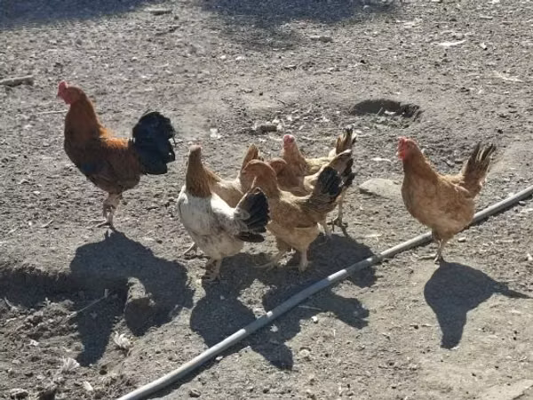 Chickens