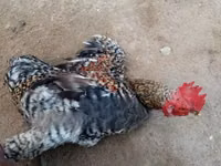 Shamo chickens — photo 4