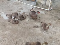 Ducks — Foto 8