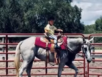 Stute, Quarter Horse — Foto 8