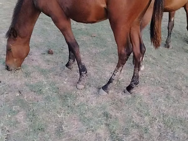 Horse (M), Horses