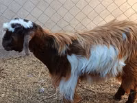 Billy Goat, Goats — photo 3