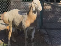 Ram, Arashan sheep — photo 1