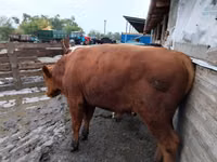 公牛, Russian Black pied cattle — 照片 3