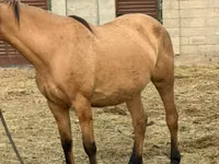 母马, Kyrgyz Horse — 照片 2
