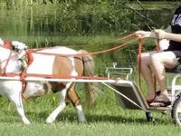 Caballo, Miniature horse — foto 4