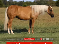 घोड़ा, Quarter Horse — फ़ोटो 1