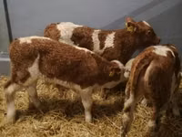 Rinder (Partie, Geschlecht nicht angegeben), Simmental cattle — Foto 3