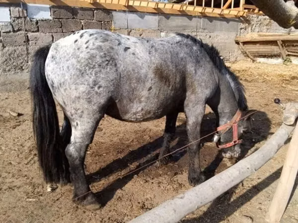 घोड़ा, Appaloosa