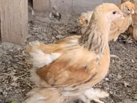 婆罗门鸡 — 照片 1