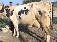 गाय, Swiss cattle — फ़ोटो 6