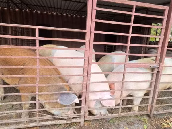 Schweine (Partie, Geschlecht nicht angegeben), Schweine