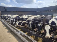 Kuh, Holstein-Rasse — Foto 8