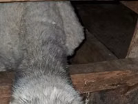 मेढ़ा, भेड़ — फ़ोटो 3