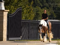 Horse (M), Pinto horses — photo 7