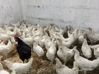 Chickens — photo 1