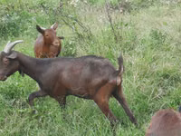 母山羊, Murcia-Granada goats — 照片 2