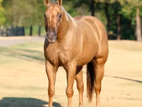 Hengst, Quarter Horse — Foto 4