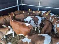 ثور, Simmental cattle — الصورة 2