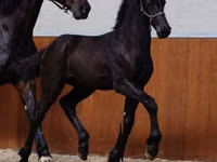 حصان, Appaloosa — الصورة 2