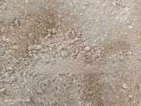 Oyster Shells — photo 4