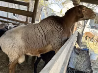 公羊, Arashan sheep — 照片 3