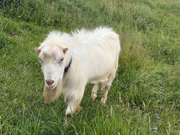 تيس, LaMancha goats