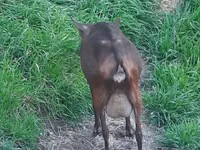 母山羊, Irish goat — 照片 2