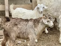 母山羊, Saanen goat — 照片 4