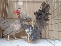 Chickens — Foto 4