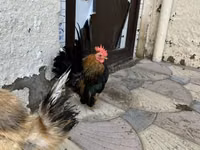 Chickens — foto 3