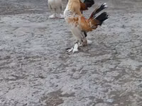 Japanese Bantam — photo 3