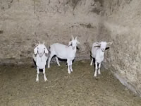 Goat, Saanen goat — photo 2
