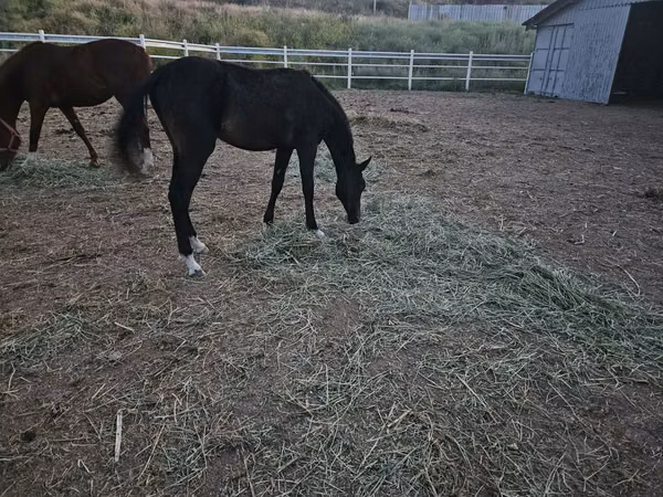 公马, Akhal-Teke