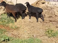 मेढ़ा, भेड़ — फ़ोटो 4