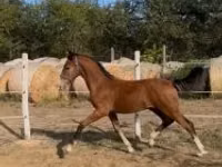 घोड़ा, Dutch warmblood horse — फ़ोटो 3