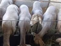 Schaf, Arashan sheep — Foto 2