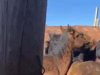خيول (دفعة، الجنس غير محدد), Kazakh horse — الصورة 3