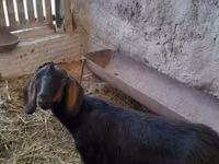 عنزة, Nubian Goat — الصورة 2