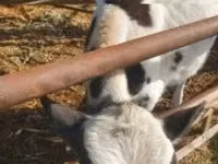 母牛, Simmental cattle — 照片 2