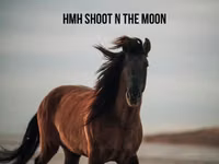 Hengst, Rocky Mountain Horse — Foto 7