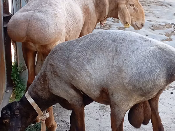 كبش, Ordabasy sheep