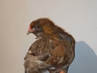 Chickens — Foto 2