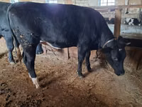 Vaca, Ganado vacuno — foto 1