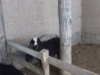 Cabras (lote, sexo no especificado), Cabras — foto 2