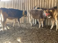 Cow, Swiss cattle — photo 5