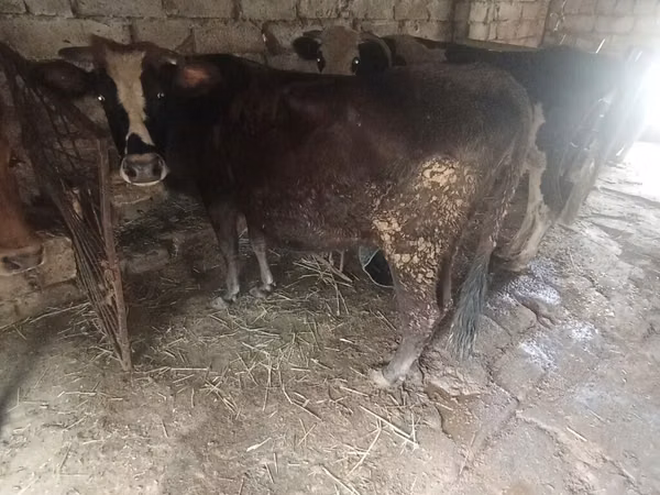 Cow, Cattle